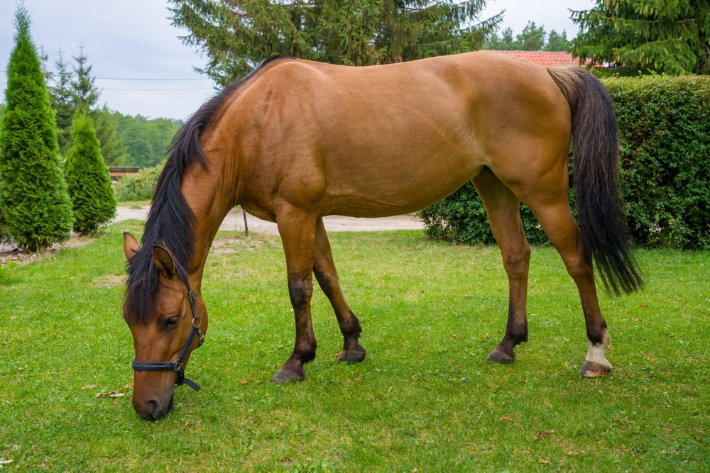 Grazing Horse Dun Horse In The Pasture