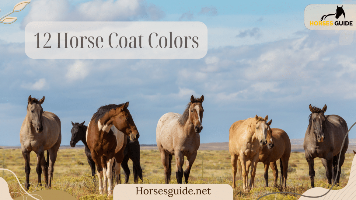 Horse Colors Horse Colors