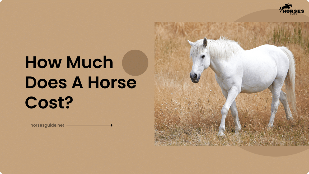 How Much Does A Horse Cost