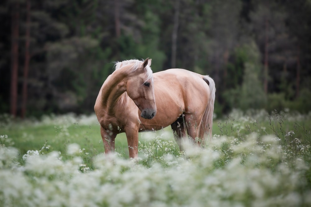 A Palomino Horse In A Fields