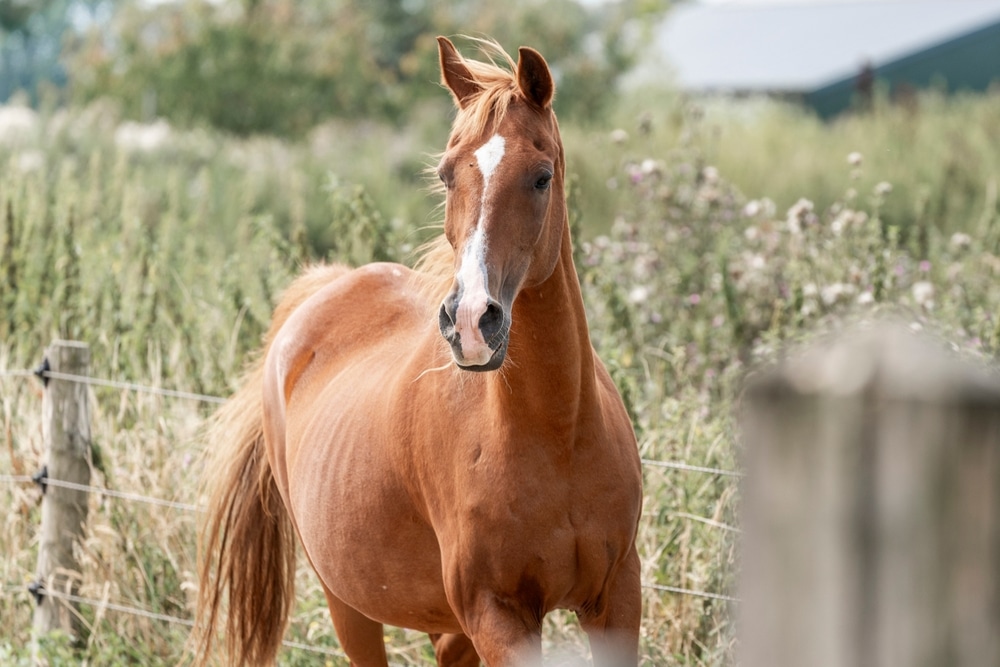 Arabian Chestnut Gelding Portrait Animals Horse