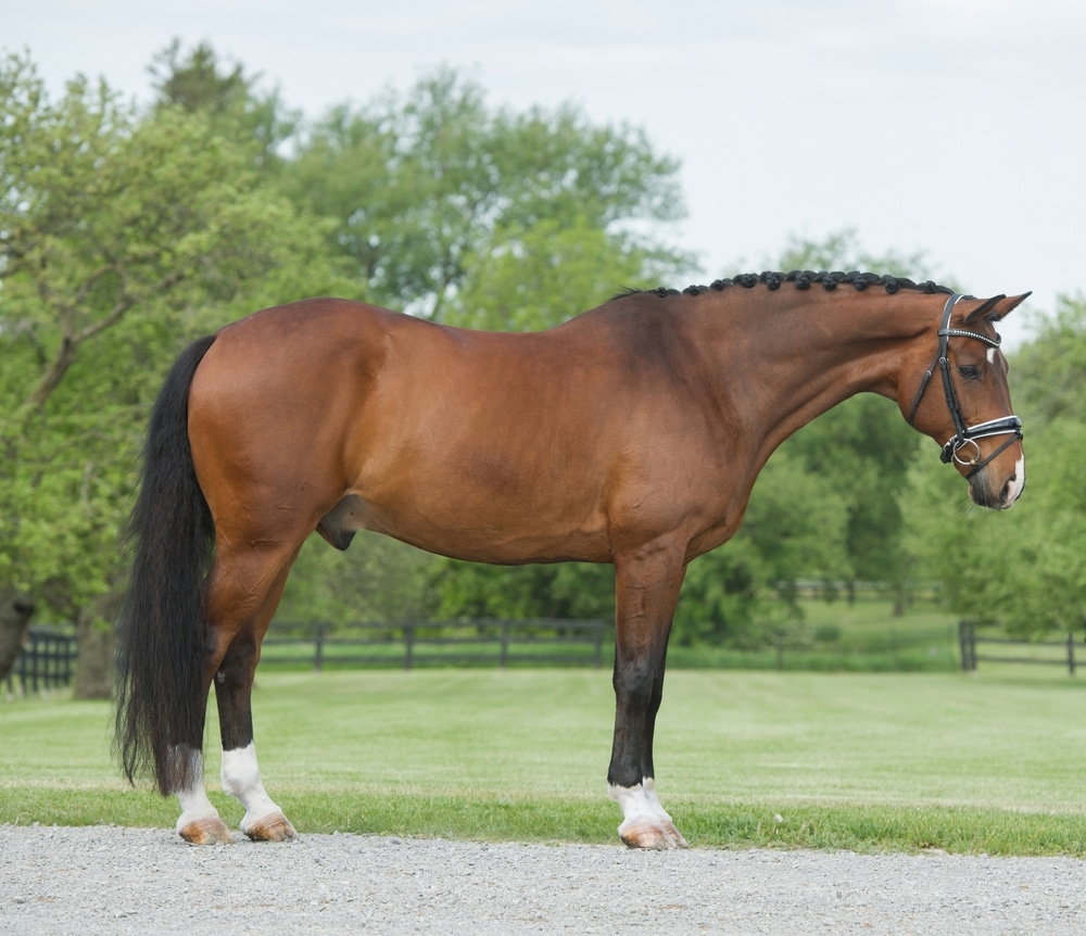 horse conformation shot of bay hanoverian warmblood brown horse with black mane and tail