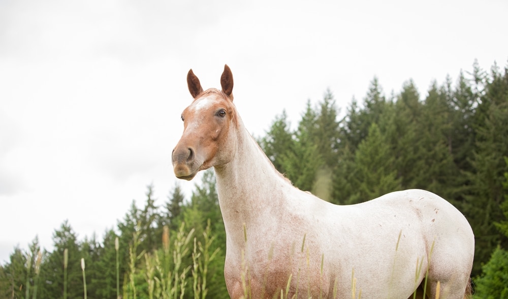 Red Roan Horse In Field Near Woods