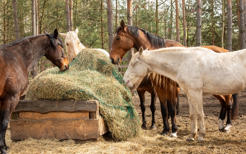 A Herd Of Horses Eats Hay From A Slow Feeder