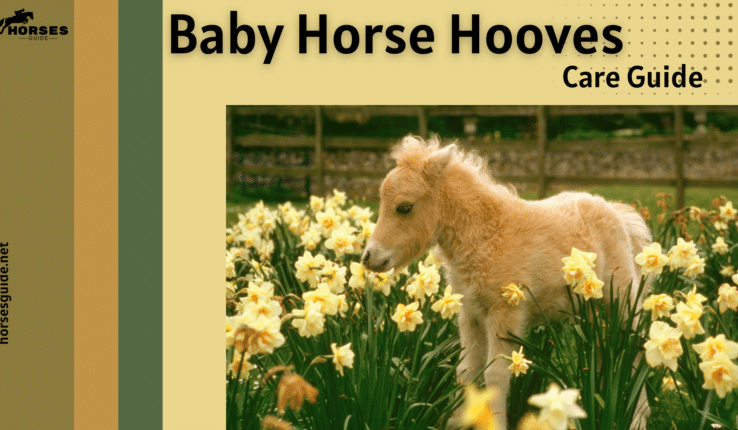 Caring for Baby Horse Hooves