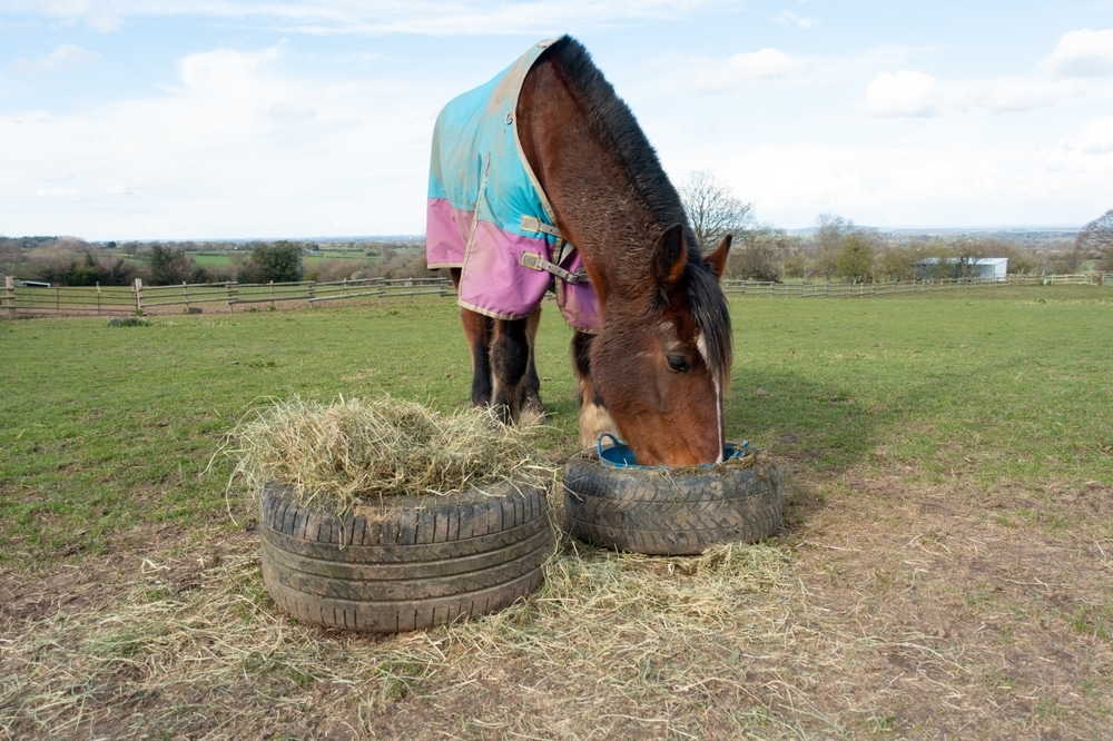 Bay horse rugged for warmth, feeding from old tyres in her field one holding a bucket of feed and the other holding hay to prevent it blowing away on winters day.