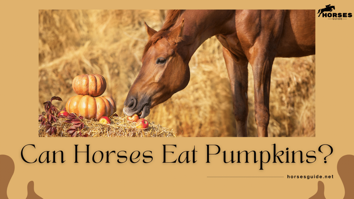 Can Horses Eat Pumpkins