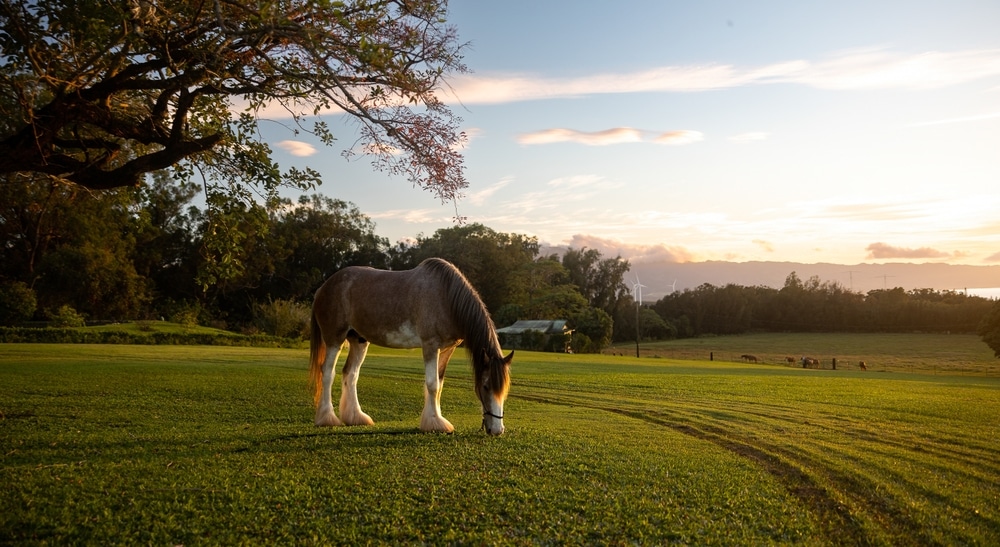 Clydesdale horse eating grass against golden Light sunset in the grazing stables field