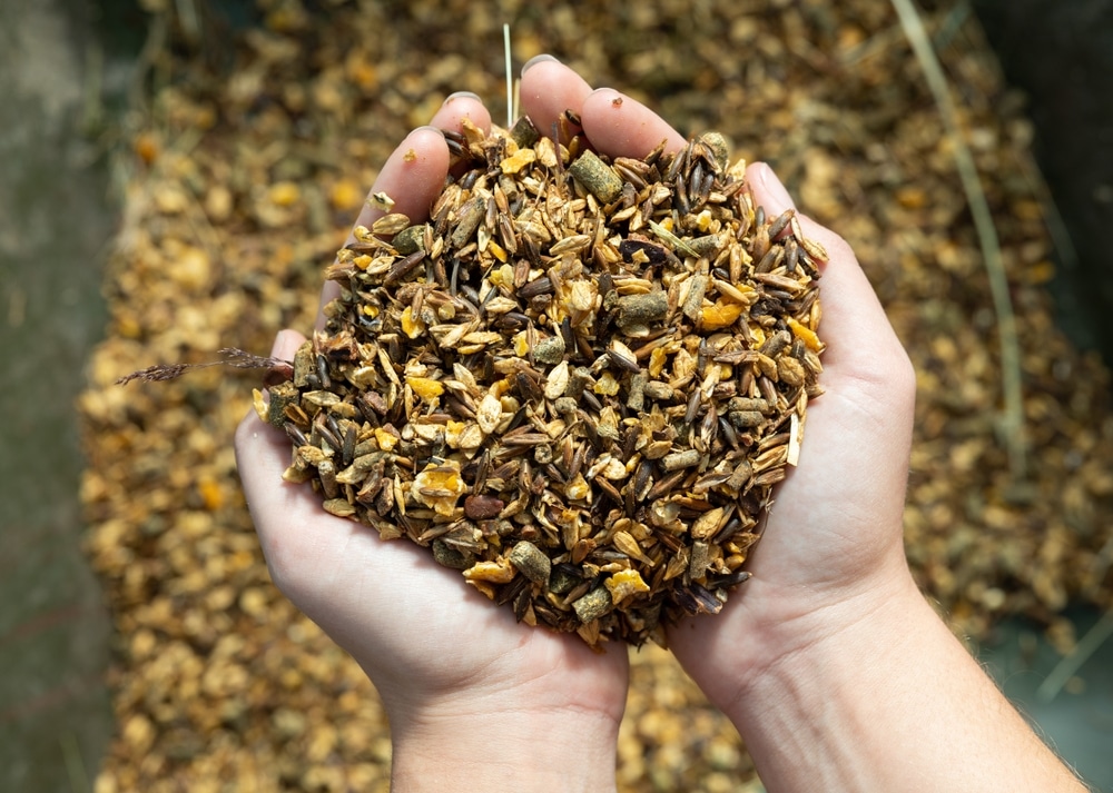 From above of female hands stable worker carrying diet muesli with herbs and grains for horse feeding indoors