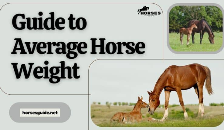 How Much Does a Horse Weigh?