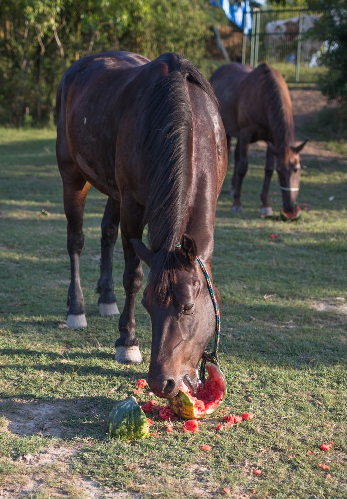 Horses Eating Watermelons On The Meadow At Animal Shelter Surrounded