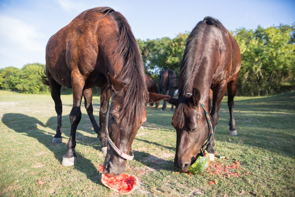 Horses Eating Watermelons On The Meadow At Animal Shelter Surrounded