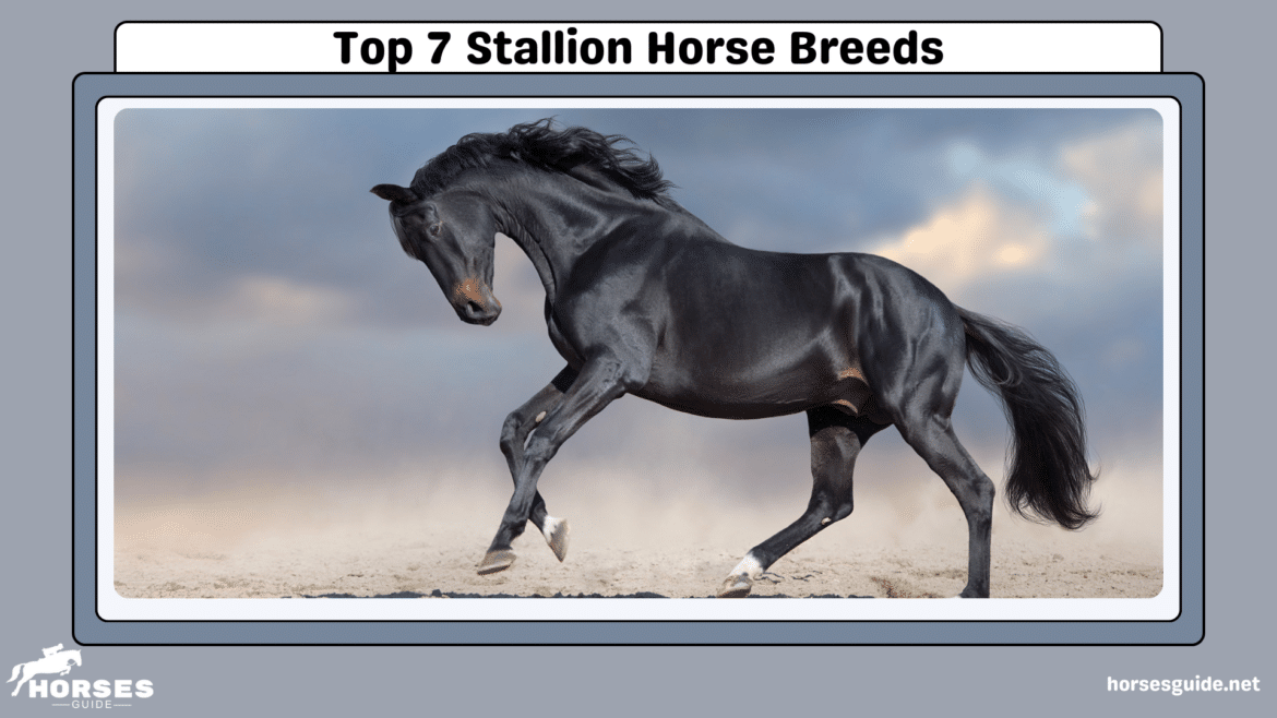 Top Stallion Horse Breeds