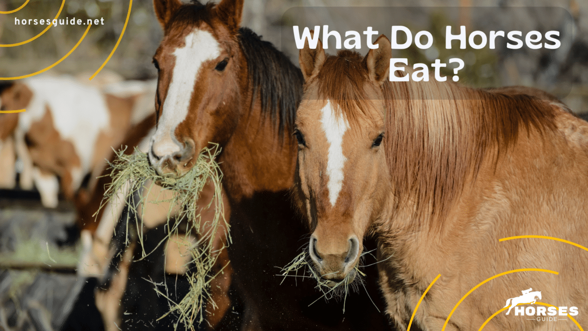 What Do Horses Eat ( ) What Do Horses Eat ( )