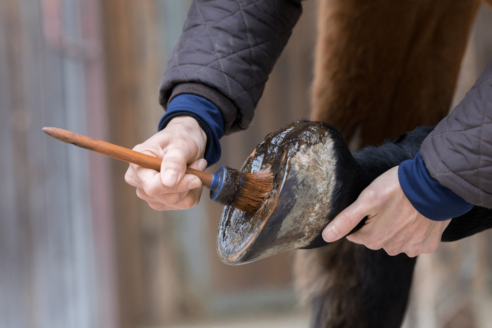 Zoomed view of hands checking horse hoof