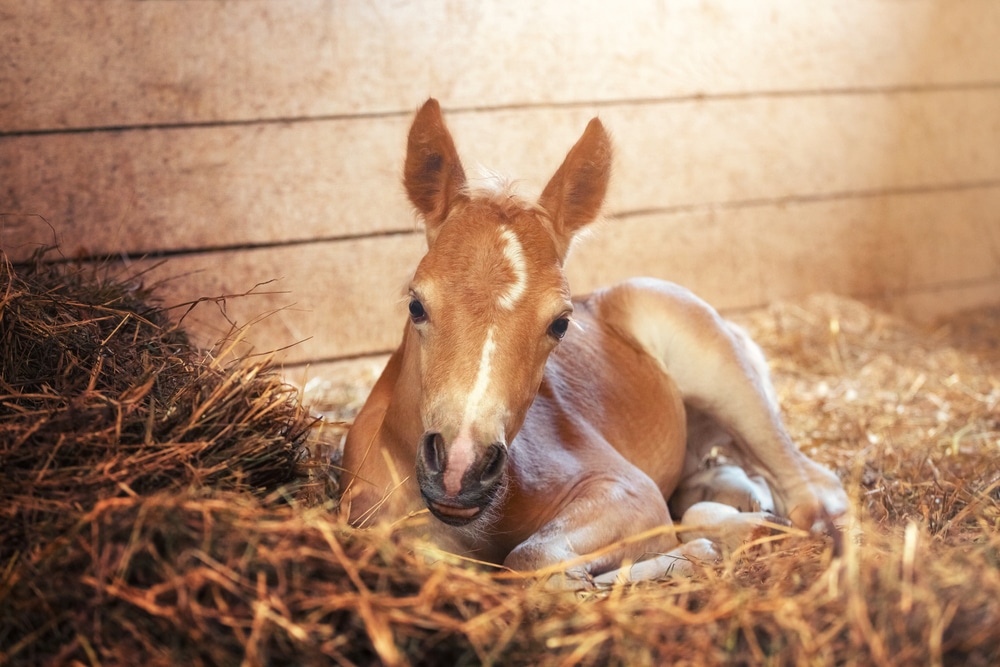 Beautiful Haflinger Foal Horse Photo