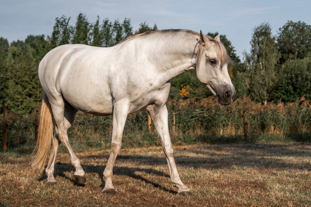 Beautiful White P r e Andalusian Stallion Horse