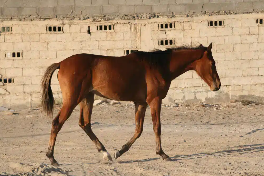 chestnut Arabian horse in a ground 