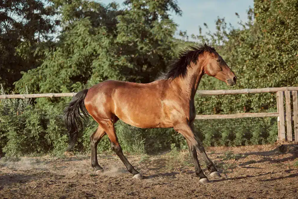 chestnut Arabian horse in a ground 