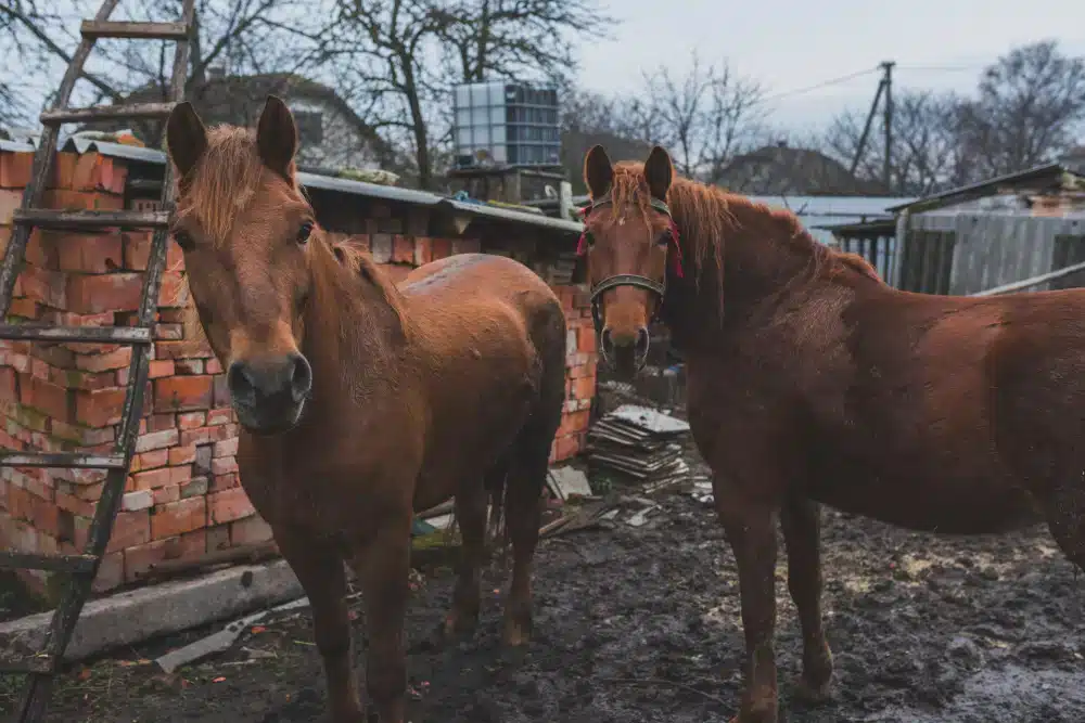 chestnut Arabian horse in a ground 