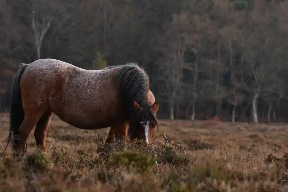 chestnut Arabian horse in a ground 