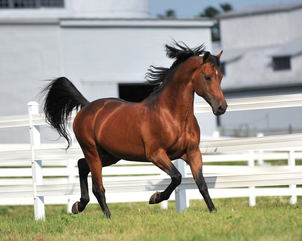 A Morgan Horse stallion exercises at liberty