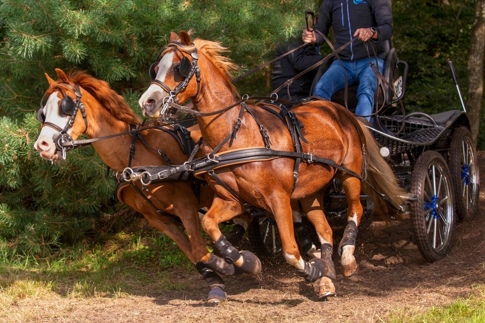 A Pair Of Brown Horses Gallop Through The Obstacle