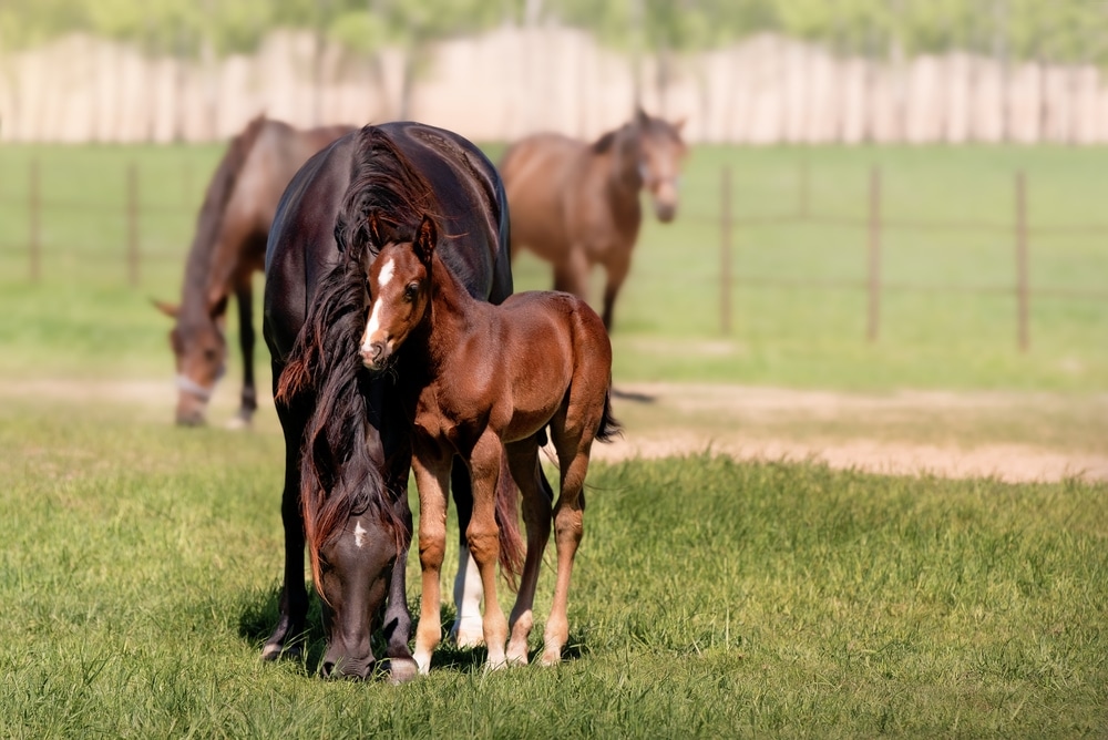 A thoroughbred beautiful chestnut Mare with a foal.