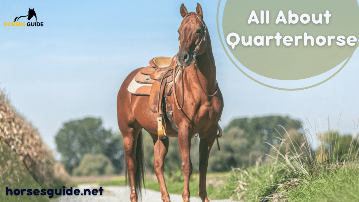 All About Quarterhorse