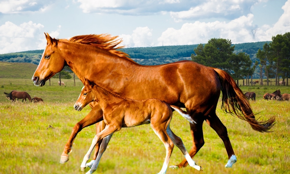 American Quarter horse in portrait. 