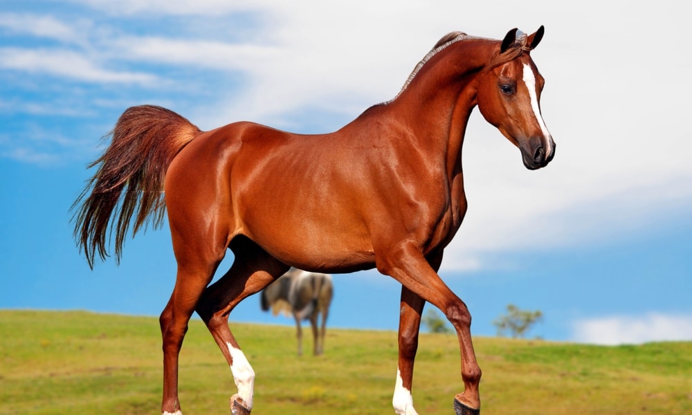 American Quarter Horse In Portrait Beautiful American Quarter Horse Portrait