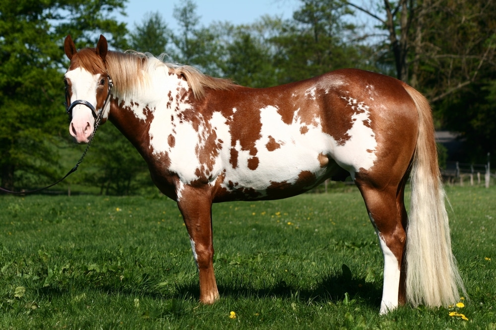 American Paint Horse Standing On Meadow