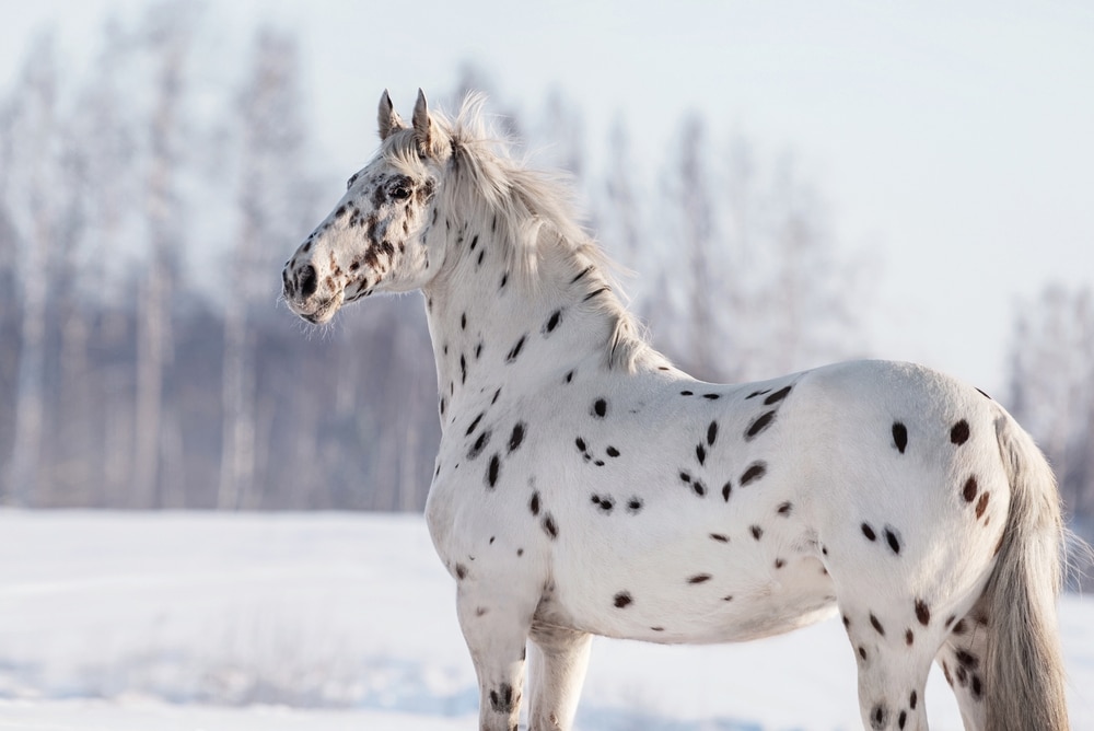 Beautiful Appaloosa Horse In Winter