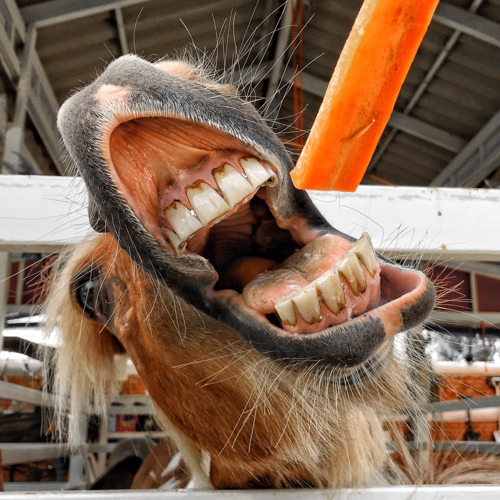 Close Up Horse Eating Carrot