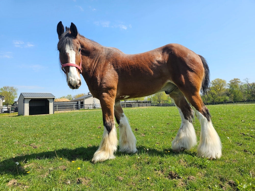 Clydesdale horse during the day enjoying the scenery on a beautiful true lawn on the farm