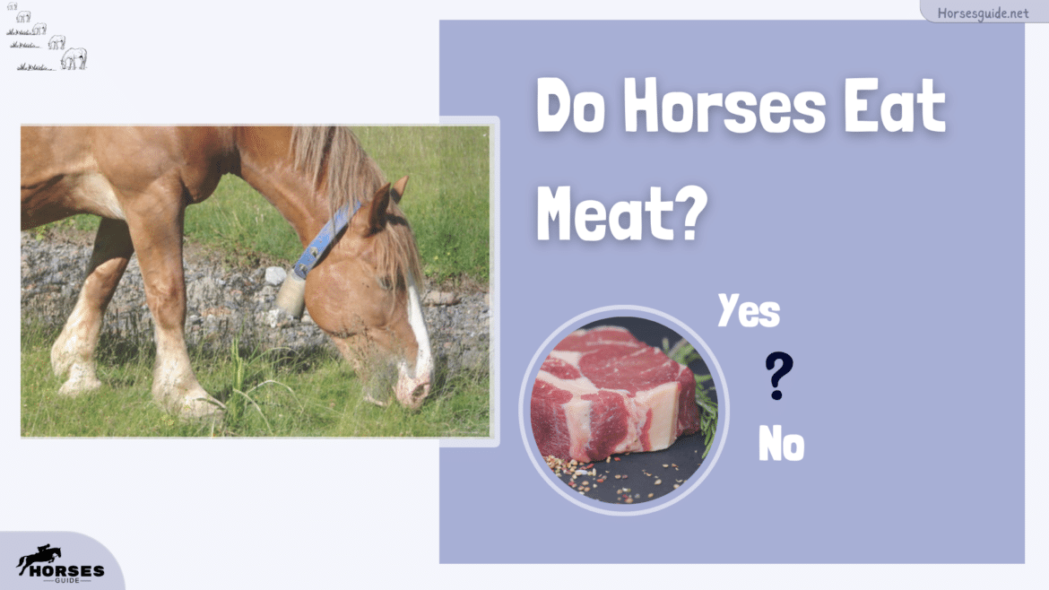 Do Horses Eat Meat Guide to Nutrition Do Horses Eat Meat Guide to Nutrition
