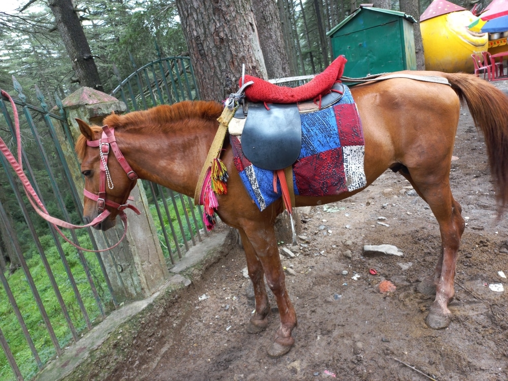 Domestic Horses Stand From Towards Patnitop Jammu Kashmir Horse Riders