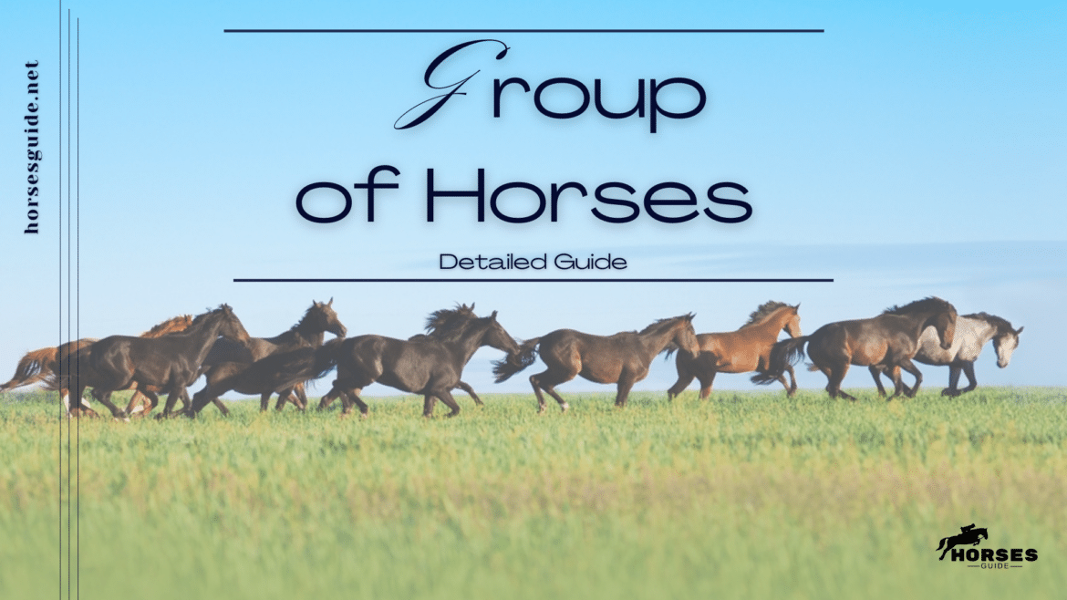 Group of Horses running in a field