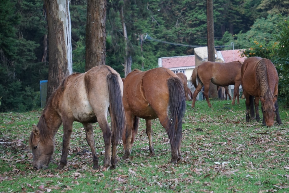 Group Of Horses Grazing The Grass In Pasture At Ooty