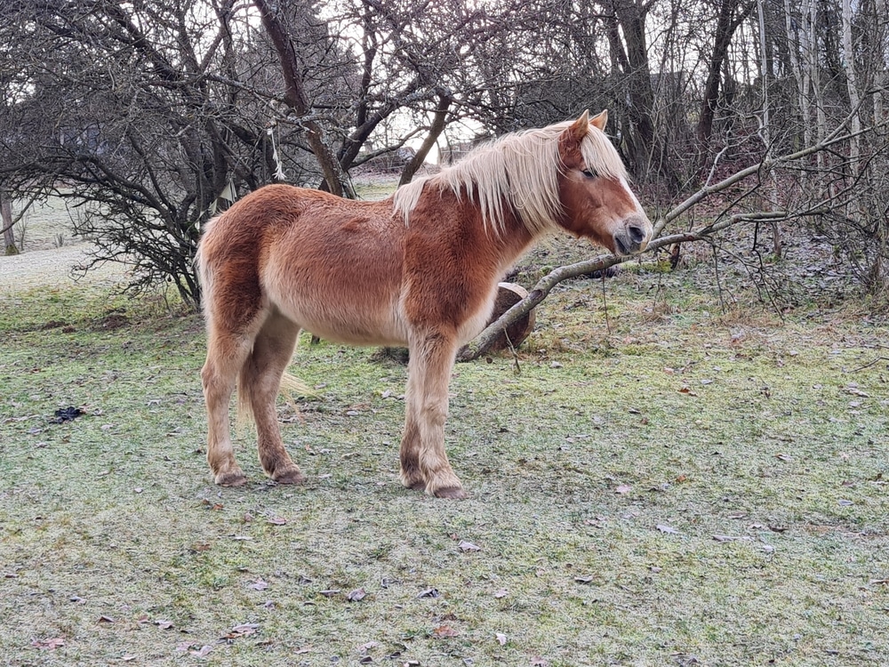 Haflinger Horse At Winter Landscape In Germany