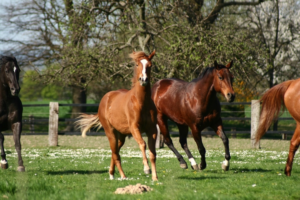 Herd Of American Quarter Horses