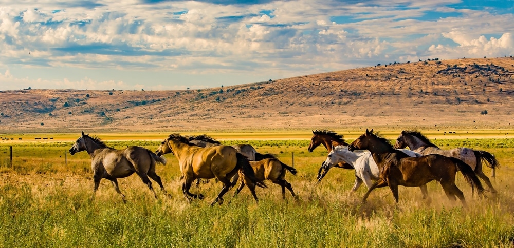 Horse Herd Running In Pasture Against Beautiful Blue Sky In Paulina Oregon