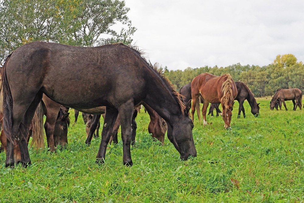 Horses Graze In Green Meadow During Summer Day Environmentally