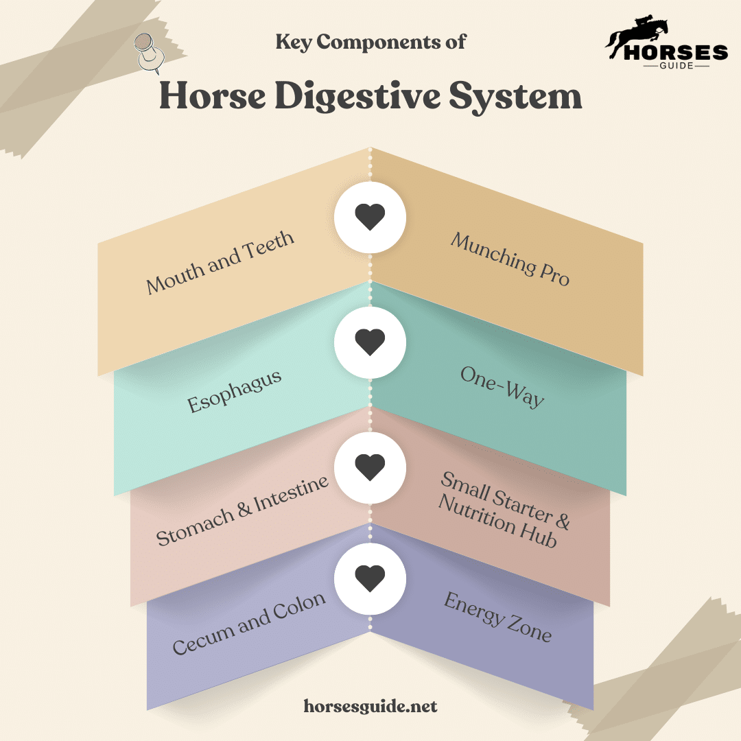 Key Components of Horse Digestive System