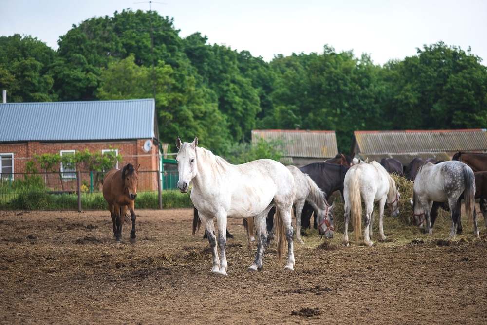 One Orlov Trotter In Stud Farm