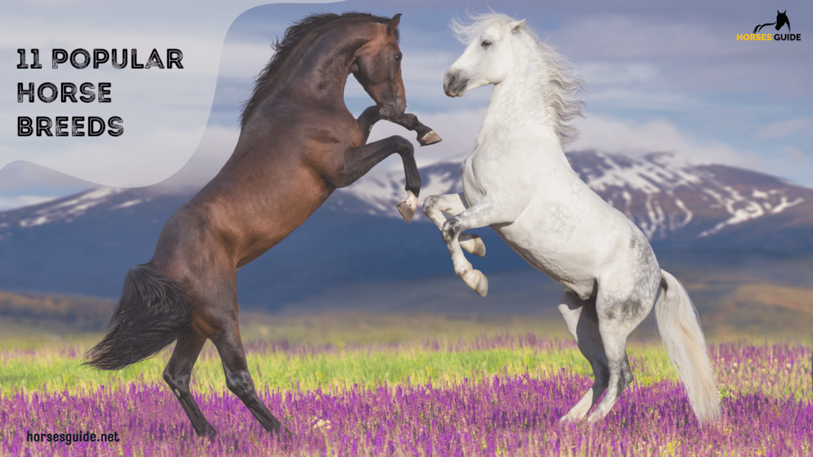 Popular Horse Breeds ( )