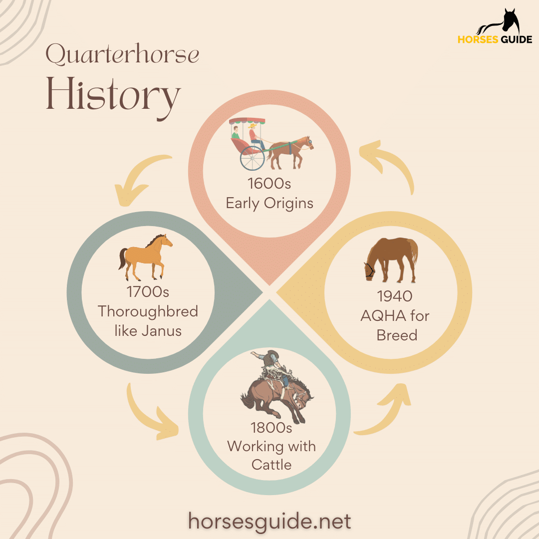 Quarterhorse History