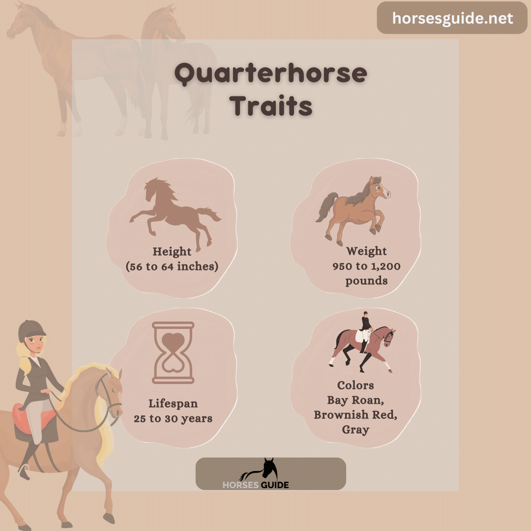 Quarterhorse Traits