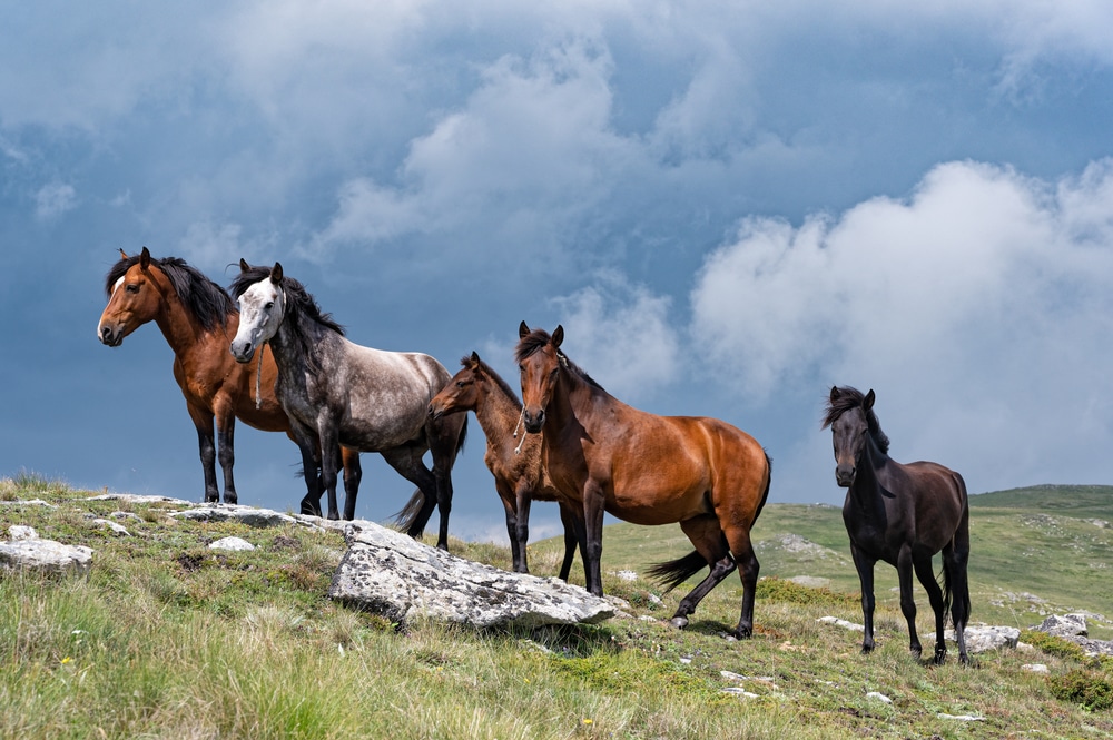 Wild Horses On The Top Of Mount Voras In Macedonia