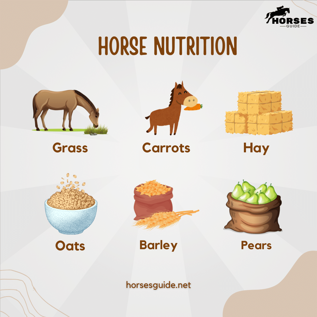 horse Nutrition Graphic